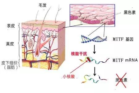 干细胞对皮肤有起到哪些抗修复作用呢？