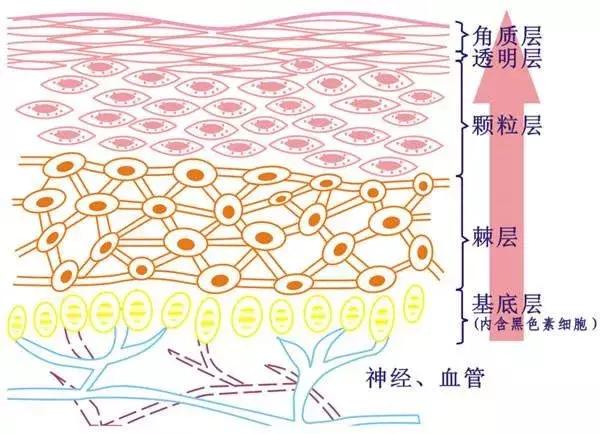 干细胞对皮肤有起到哪些抗修复作用呢？