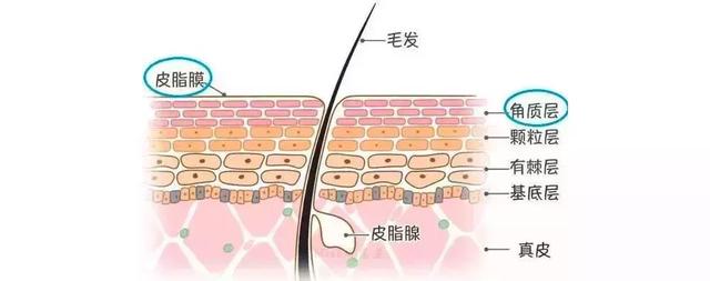 你因毛孔粗大被叫阿姨吗?快来看看